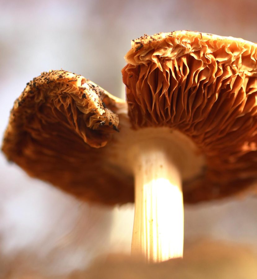 A mushroom photographed up close with much detail.