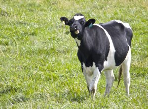 Cow pictured standing in a field of grass