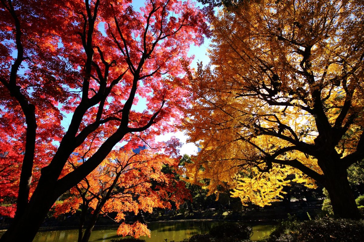 Tokyo+Autumn