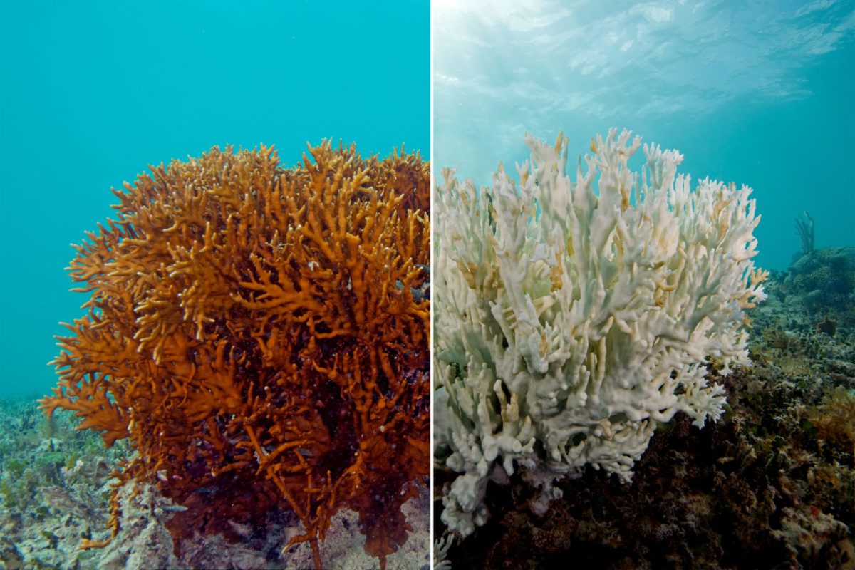 Before and after coral bleaching